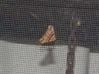 Ambiguous Moth